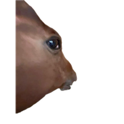 Side Eye Horse emoji
