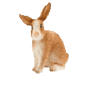 Happy Rabbit emoji