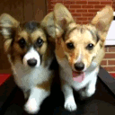 Dogs Walking emoji