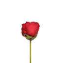 Rose Heart emoji