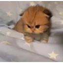 Annoyed emoji