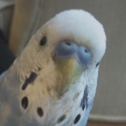Birbhi emoji