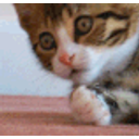 Shock Cat emoji