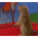 Beaver Stare emoji