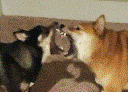 Shibas emoji