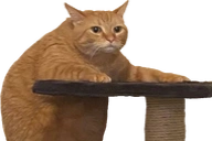 Nowwot emoji