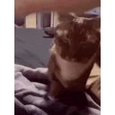 Catanswer emoji