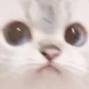 Weirdcat emoji