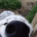 Snoofa emoji