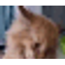 Crying Kitten emoji