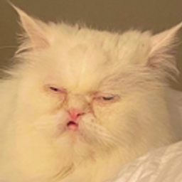 Derpwhitecat emoji