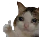 Sadcatthumbsup emoji