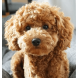 Poodle emoji