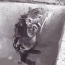 Ratshoweringlikeahumanpersonthisisinsanehowisthisreal emoji