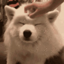 Samoyed Pets emoji