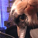Catboop emoji