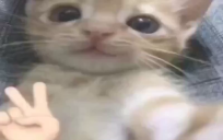 Qq emoji