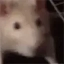Ratjam emoji