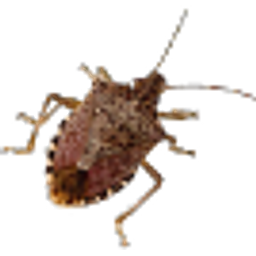 Stink Bug emoji