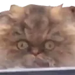 Crackcat emoji