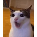 Catyap emoji