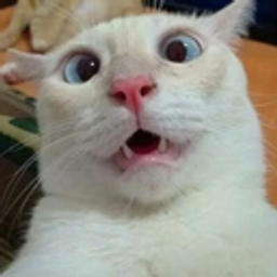 Catuhwhat emoji
