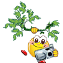 Paparazzi Tree emoji