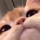 Catlook emoji