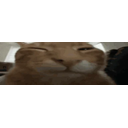 Fatasswizardcatexplodesbuh emoji