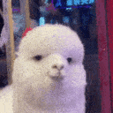 Alpaca Wink emoji