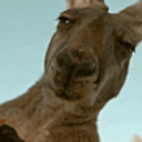 Kangasusasf emoji