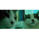 Catsjam emoji