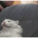 Funnywhitecat emoji