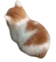 Nyangy emoji