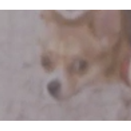 Dogcrucial emoji