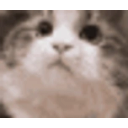 Yescat emoji