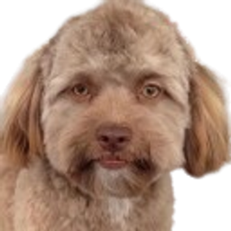 Yogi The Dog That Looks Like Nic Cage emoji