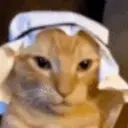 Anelecat emoji