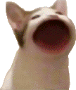 Popcatstill emoji