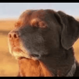 Doomed Dog emoji