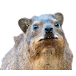 Hyrax emoji