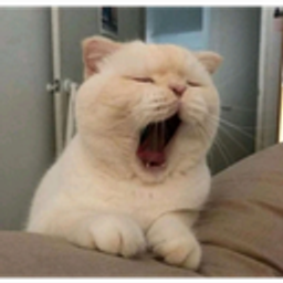 Cat Tired emoji