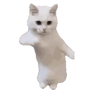 Cattime emoji