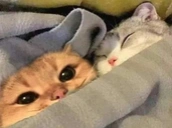 Catcuddle emoji