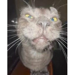 Point5cat emoji