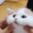 Catsquish emoji