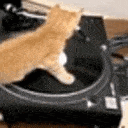 Catturntable emoji
