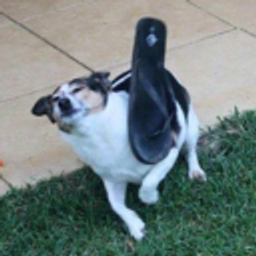 Flipflopdog emoji