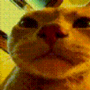 Cat Closeup Nose emoji