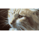 Disgusted Cat emoji